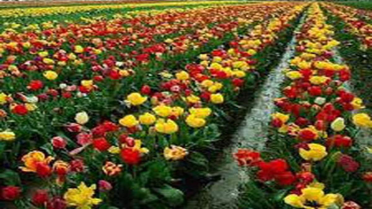 Jammu Kashmir खुशबू के साथ रोजगार दे रहे हैं फूल, कश्मीर में फूल