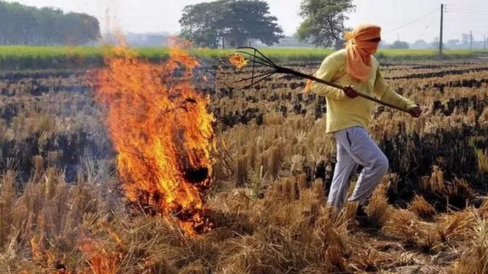 हरियाणा में पराली जलाने के मामलों में कमी आई है। (फाइल फोटो)