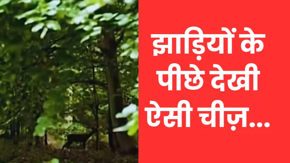 जंगल जा रहे थे कई किसान, झाड़ियों में दिखाई दी ऐसी चीज- देखते ही फटी रह गईं सभी की आंखें