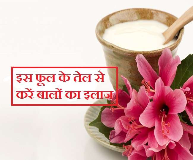 Hibiscus Oil Benefits: बालों की हर समस्या का इलाज करता है गुड़हल का तेल, जानिए फायदे और रेसिपी - Amazing Benefits To Use Hibiscus oil For Hair Hibiscus Oil Benefits: बालों की हर समस्या का इलाज करता है गुड़हल का तेल, जानिए फायदे और रेसिपी - Amazing Benefits To Use Hibiscus oil For Hair