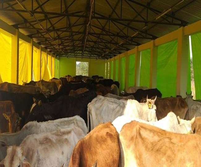 बिहार में एक और पशुपालन घोटाला, जानें इस बार किसने और कहां किया खेल - Another animal husbandry scam in Bihar, know who and where did the game this time बिहार में एक और पशुपालन घोटाला, जानें इस बार किसने और कहां किया खेल - Another animal husbandry scam in Bihar, know who and where did the game this time
