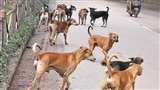 Dog Attack In Lucknow: आवारा कुत्‍तों का मह‍िला पर हमला