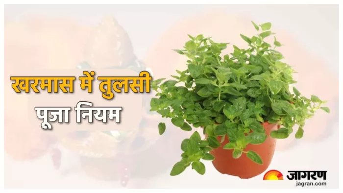 Kharmas Tulsi puja Niyam क्या खरमास में कर सकते हैं तुलसी पूजा।