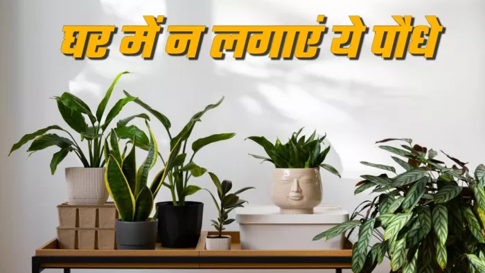 indoor plants Vastu Tips तुरंत हटा दें घर में रखे ये पौधे (Picture Credit: Freepik)