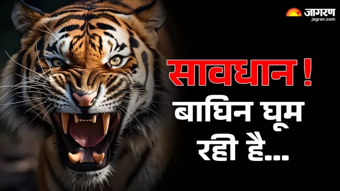 बाघिन पर नजर रख रही दो राज्यों की 80 सदस्यीय टीम।