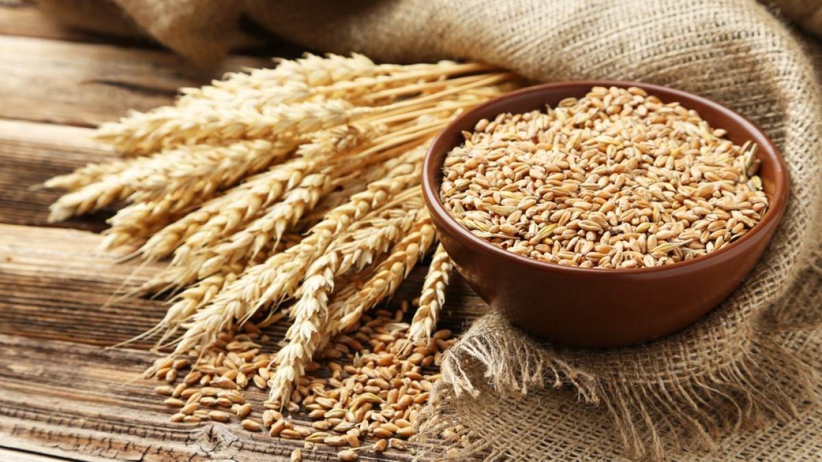 https://www.jagranimages.com/images/newimg/11122024/11_12_2024-wheat_news_23846638.jpg