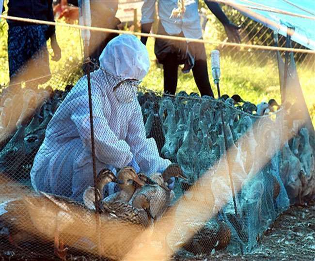 मोहाली में बर्ड फ्लू को लेकर पशुपालन विभाग सतर्क, जिले में रोजाना ले रहा 50  से ज्यादा सैंपल - Animal Husbandry Department alert on bird flu in Mohali