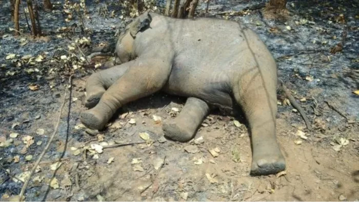 ओडिशा के करदा रेंज में हाथी के बछड़े का मिला शव।