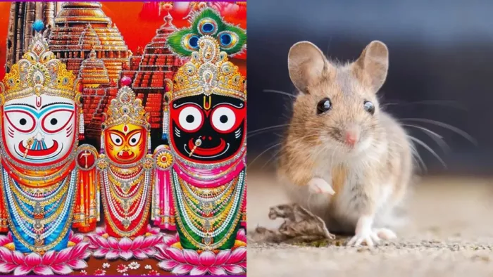 श्रीमंदिर पुरी में चूहों का आतंक, जमकर मचा रहे हैं उत्पात