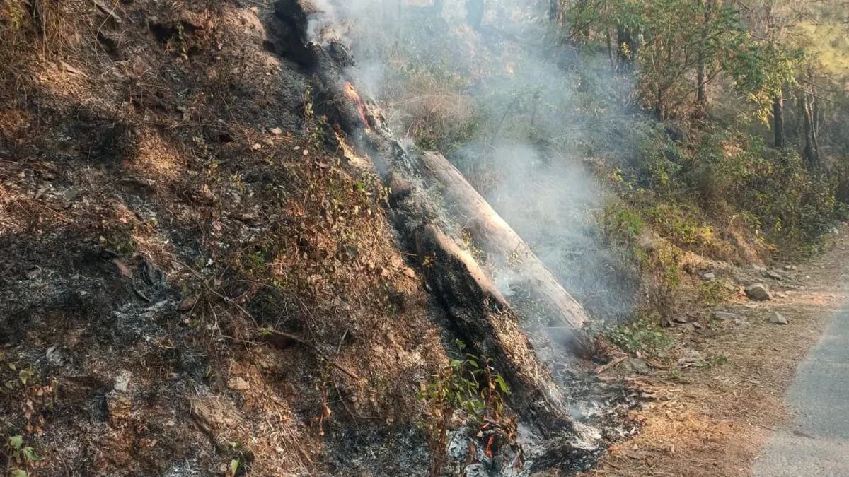 Bageshwar: ठंड में भी आग से धधक रहे हैं कत्यूर घाटी के जंगल, लाचार दिख रहा वन विभाग