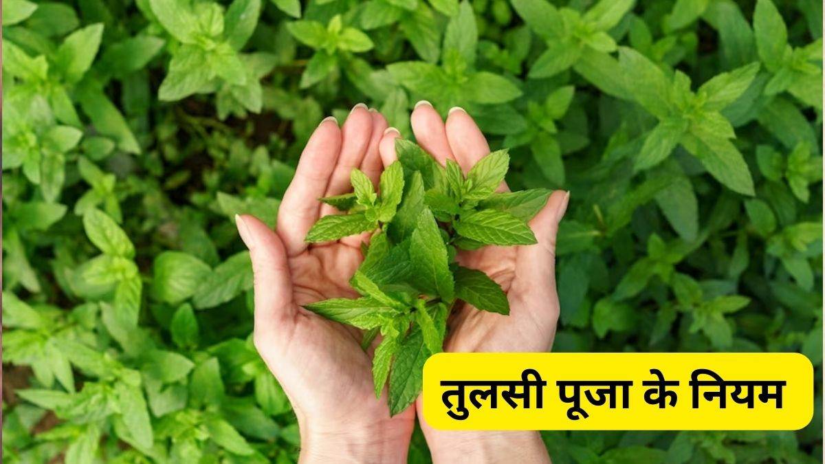 Tulsi Puja Ke Niyam तुलसी पूजा के इन नियमों का करें पालन, घर में सदैव