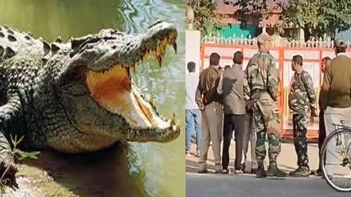 former bjp mla harvansh singh rathore house was working as zoo found crocodile hippopotamus and many other animals