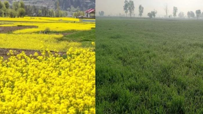 बढ़ती ठंड से बिगड़ सकता है खेती का हिसाब (फोटो- इंटरनेट मीडिया)