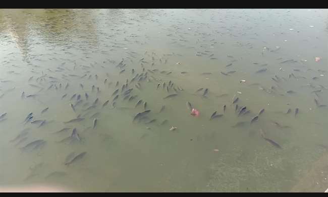 नैहरनपुखर में स्थित तालाब में शनिवार सुबह हजारों जिंदा मछलियां पानी सतह के बराबर आ गईं।