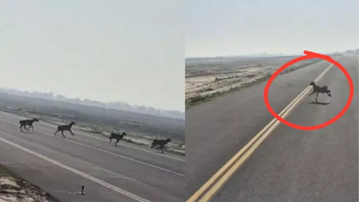 हिसार एयरपोर्ट के रनवे पर दौड़ते दिखे थे जंगली जानवर
