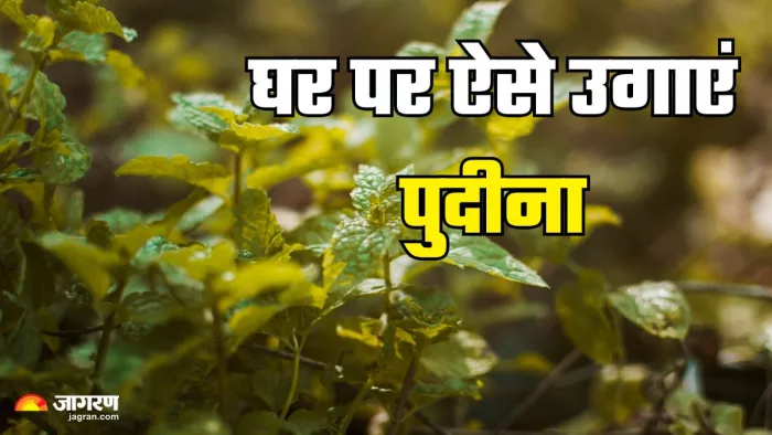 घर पर इस आसान तरीके से उगाएं पुदीना (Picture Credit- Freepik)
