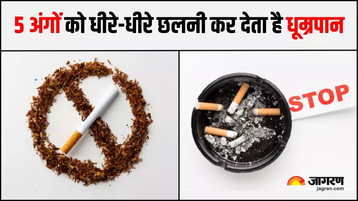 No Smoking Day 2025: फेफड़ों के साथ-साथ इन 5 अंगों को भी तबाह कर देती है सिगरेट (Image Source: Freepik)
