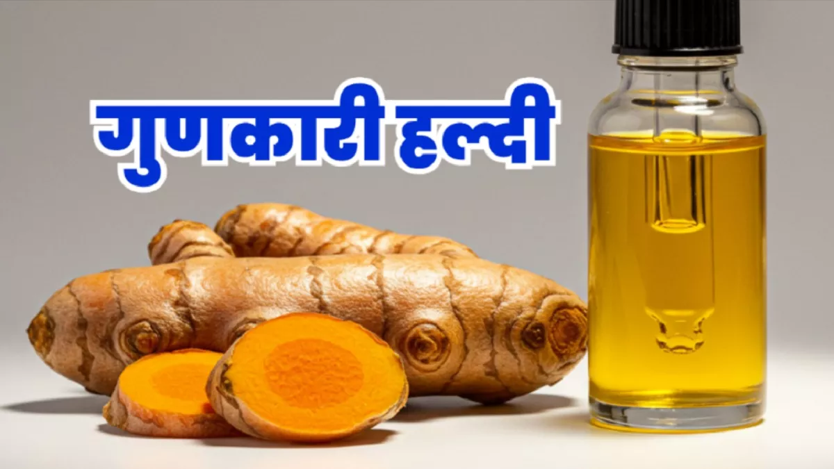 काम की खबर: हल्दी के तेल से मक्खी और मच्छरों का नाश, सेहतमंद होंगे किसानों की फसलों के बीज