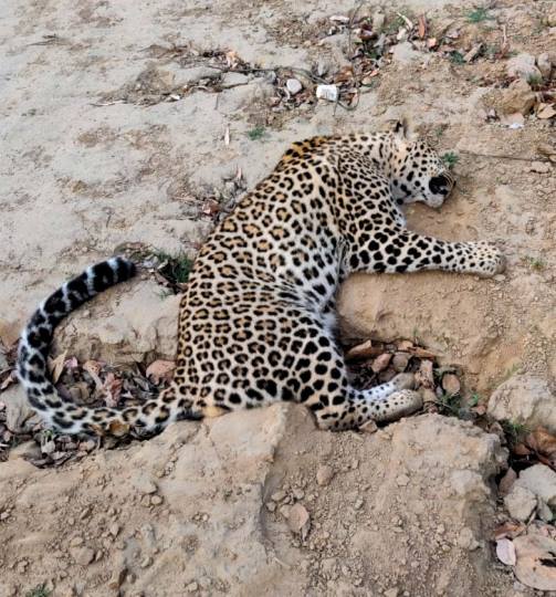 अज्ञात वाहन की टक्कर से गुलदर की मौत - guldar dead अज्ञात वाहन की टक्कर से गुलदर की मौत - guldar dead