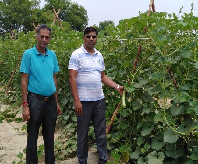 farmers should adopt vertical farming income will increase and bamboo wire method is very popular in rohtak