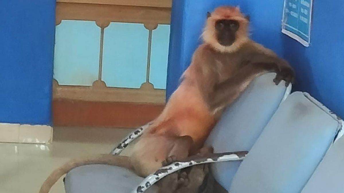 https://www.jagranimages.com/images/newimg/12042023/12_04_2023-monkey_1_23383469.jpg