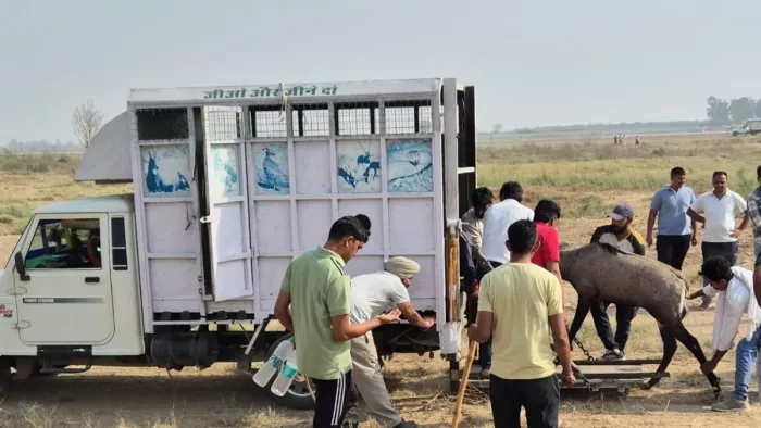 पकड़ी गई नीलगाय को बाहर छोड़ने के लिए गाड़ी में चढाते कर्मचारी