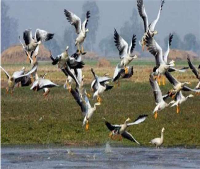 https://www.jagranimages.com/images/newimg/12052022/12_05_2022-bird_festival_srinagar_22705886.jpg