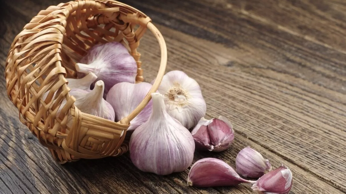 Garlic Clove: रात को साने से पहले जरूर खाएं लहसुन की एक कली, मिलेंगे ये हेल्थ बेनिफिट्स