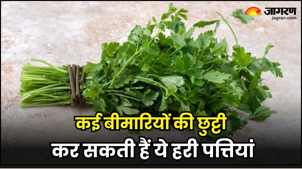 Benefits of Parsley मामूली नहीं हैं धनिया जैसी दिखने वाली ये हरी