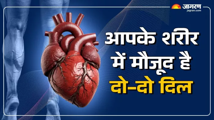 काफ मसल्स भी दिल के जितना जरूरी काम करता है।
