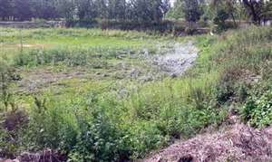 संवरेगा अंबेहटा शेखां के ईदगाह का तालाब