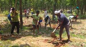 रांची ज&zwj;िले बेड़ो प्रखंड के लमकाना गांव के जंगल में ट्रेंच खोदते ग्रामीण। जागरण