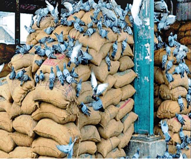 https://www.jagranimages.com/images/newimg/12062021/12_06_2021-food_grains_21730263.jpg