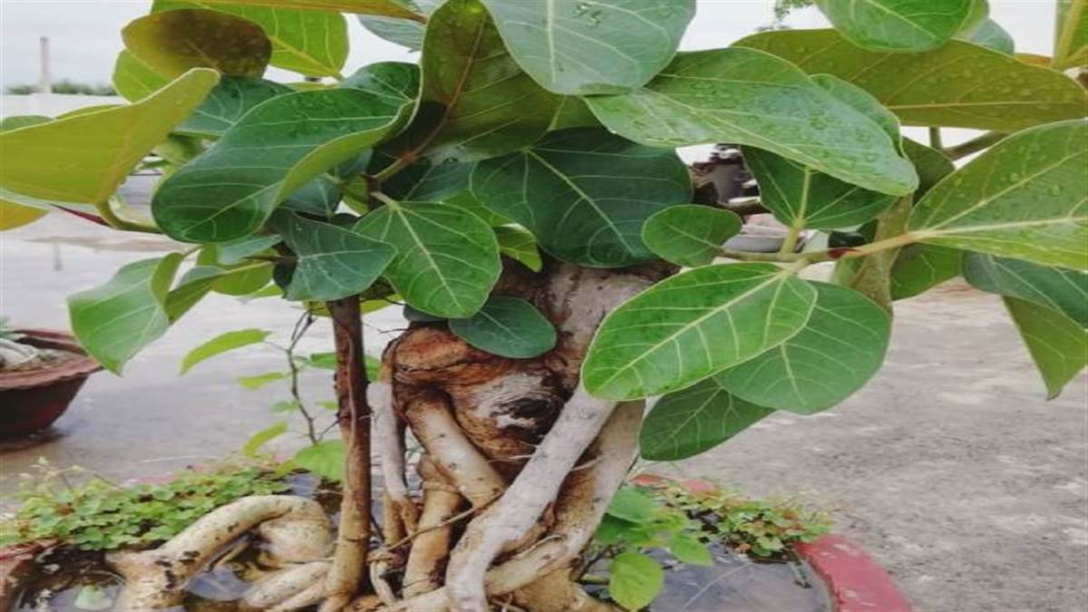 Bargad Ke Ped Ke Upay नौकरीव्यापार में पदोन्नति के लिए करें बरगद के