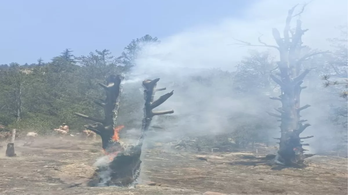 Kinnaur Forest Fire: तीन दिन से धधक रहे किन्नौर के जंगल, दुर्लभ प्रजाति के सैकड़ों पेड़ नष्ट, सेना व ITBP जवान भी आग बुझाने में जुटे