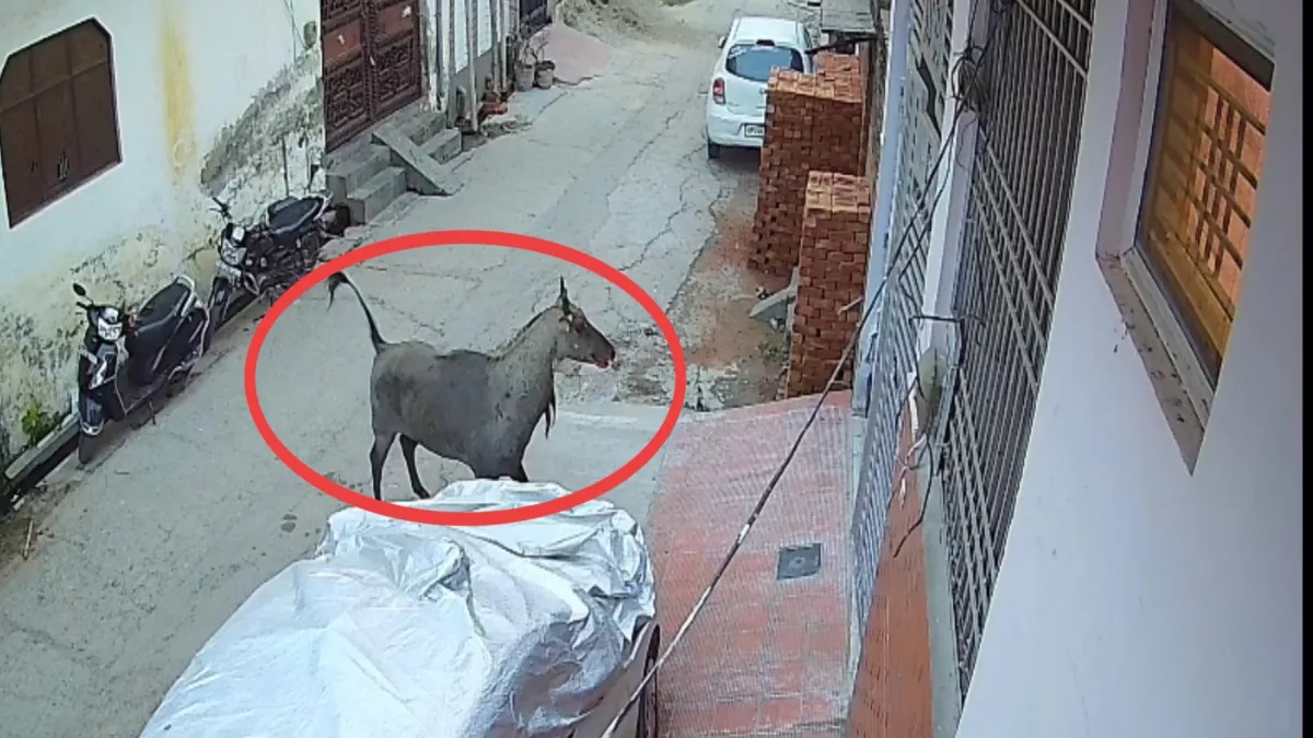 यूपी के इस जिले में नील गाय के हमले में किसान की मौत, आबादी में घुसे माहे ने भी दम तोड़ा
