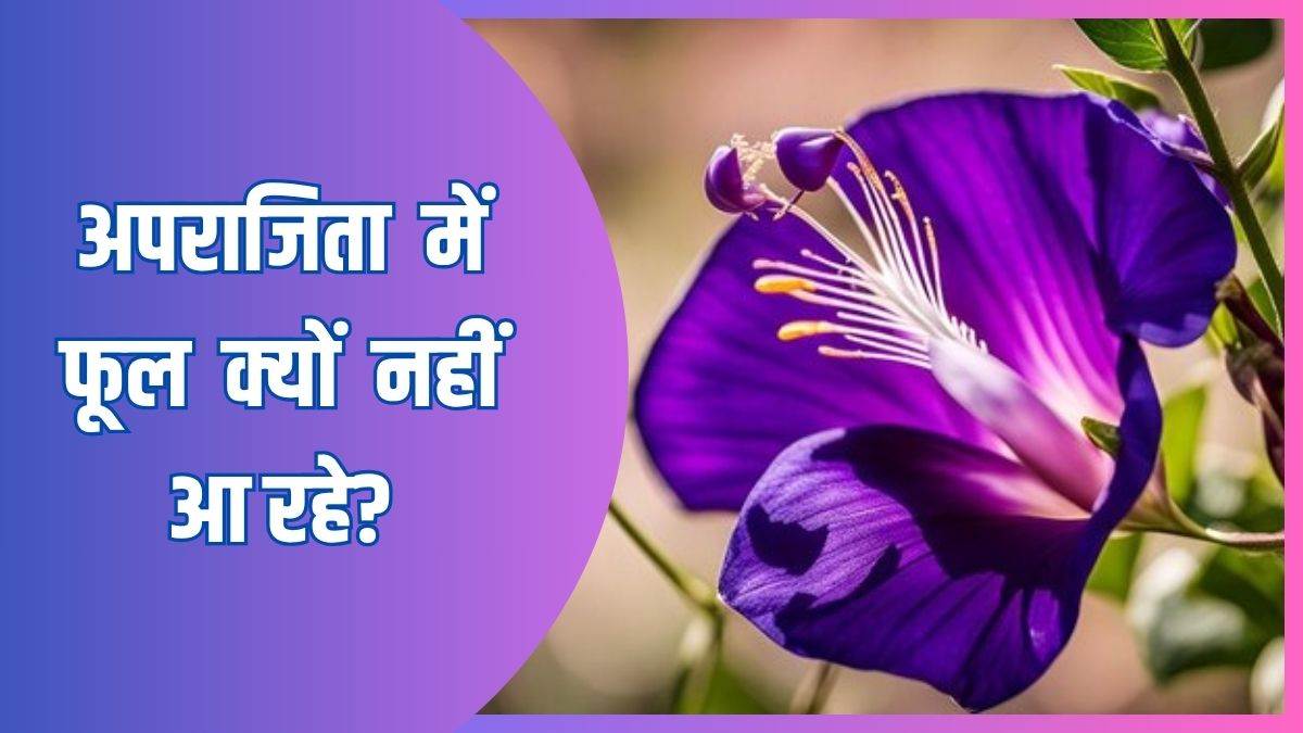 https://www.jagranimages.com/images/newimg/12062025/12_06_2025-aprajita_23961840.jpg