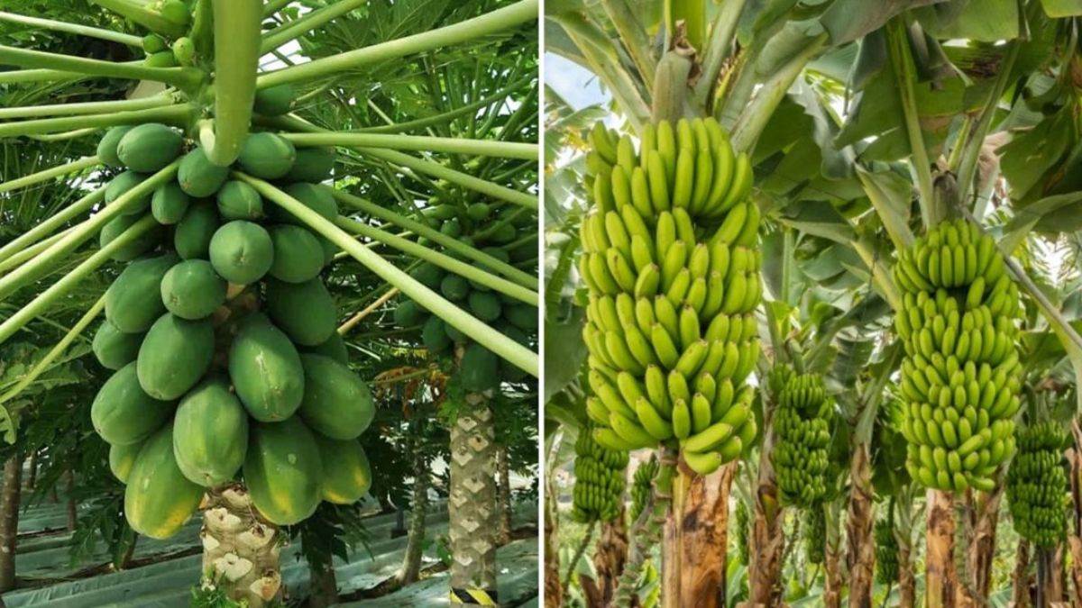 gopalganj news banana and papaya farming expansion with government support