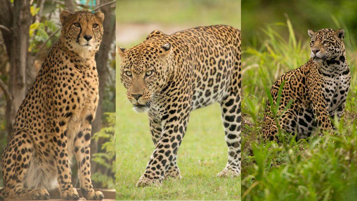 https://www.jagranimages.com/images/newimg/12062025/12_06_2025-leopard_vs_cheetah_vs_jaguar_23962450.jpg