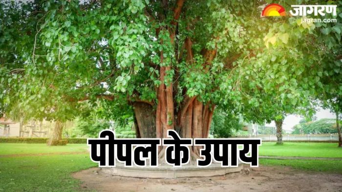 पीपल के पेड़ के उपाय से चमकेगी किस्मत (Pic Credit- Freepik)