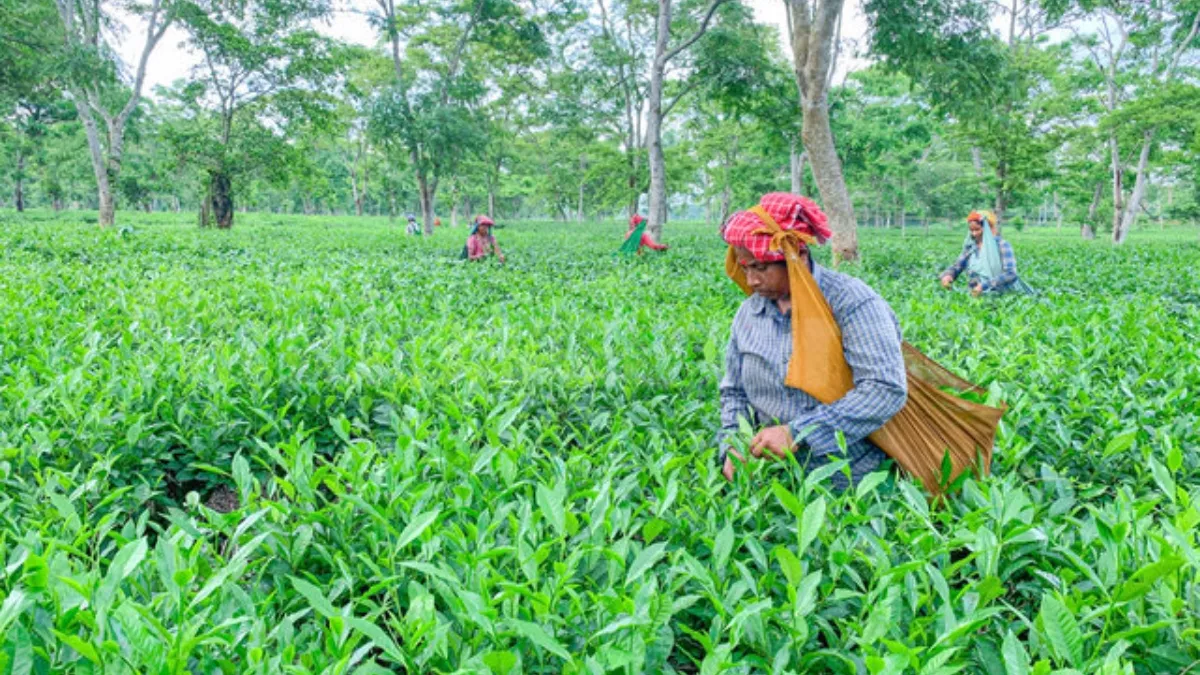 Tea Farming: बिहार में चाय खेती को प्रोत्साहन, प्रति हेक्टेयर मिलेगा 2.47 लाख रुपये का अनुदान
