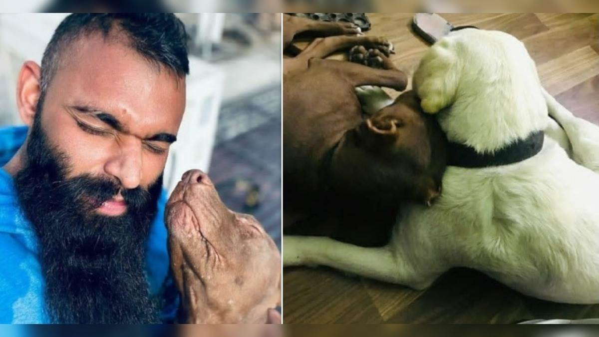 Lucknow News: घर में पालतू कुत्ते ने मार डाला अपनी ही मालकिन को, बेटे ने  कहा-कुत्ते का कोई दोष नहीं - Pitbull Dogs attacked old lady in Lucknow