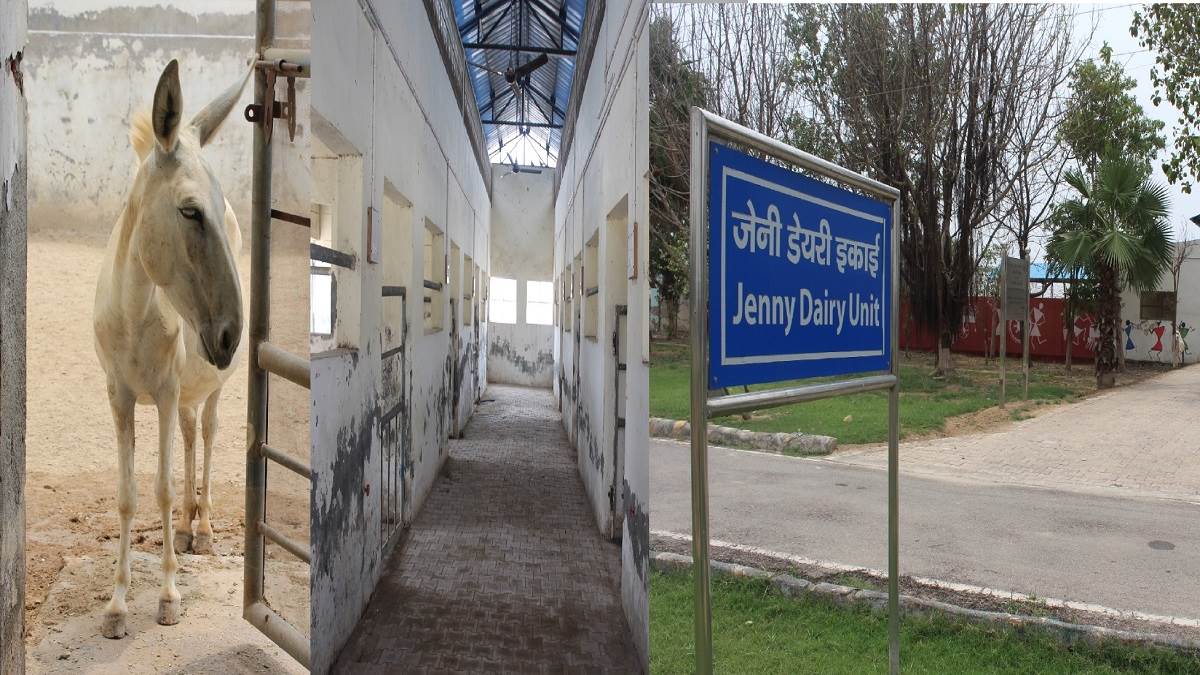 https://www.jagranimages.com/images/newimg/12072022/12_07_2022-halari_donkey_22884356.jpg