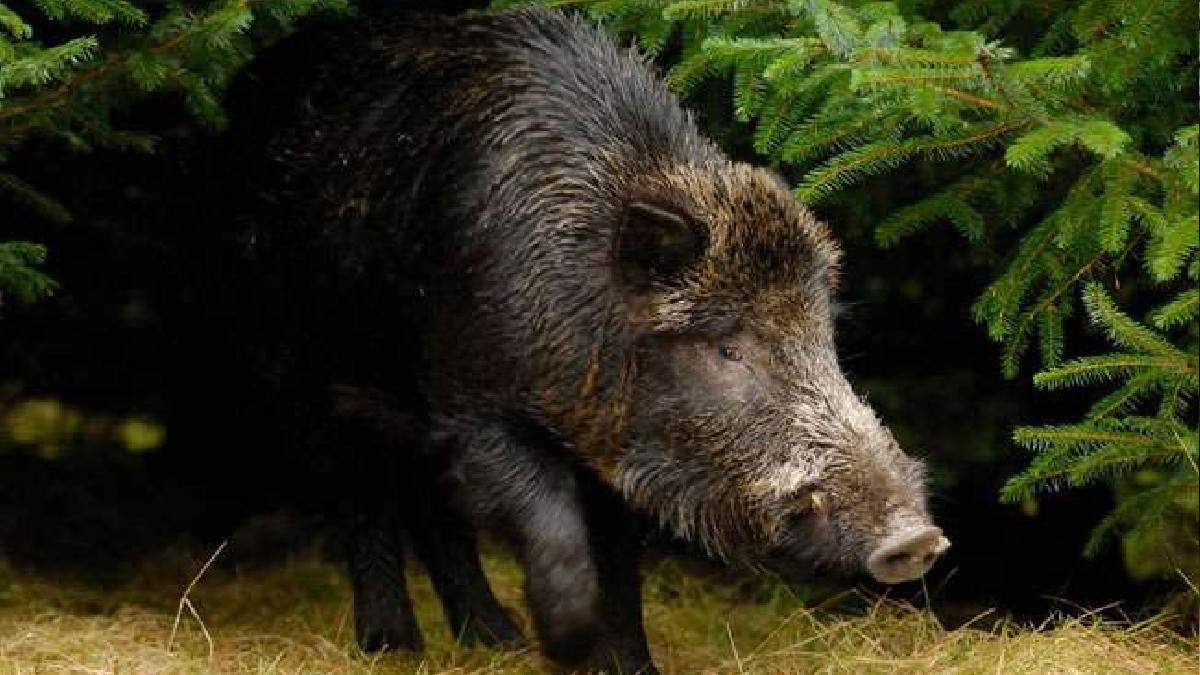 three hunters arrested while hunting wild pig in amroha