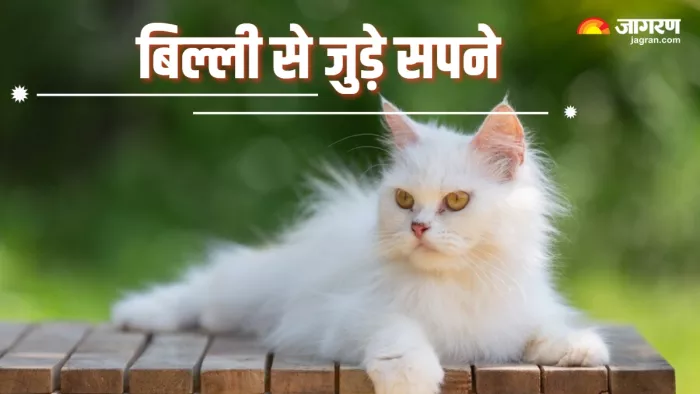 Cat In Dream: सपने में बिल्ली देखने का क्या होता है अर्थ।