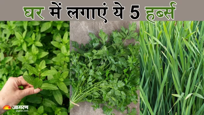 घर पर आसानी से उगाए जाते हैं ये हर्ब्स (Picture Credit- Freepik)