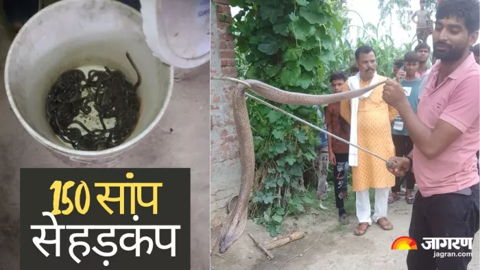 घर में 150 सांप मिलने से मचा हड़कंप। जागरण