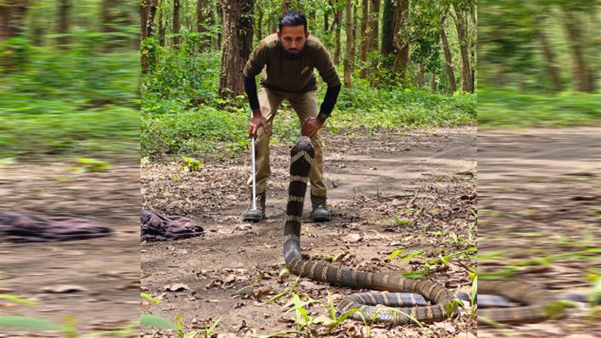 https://www.jagranimages.com/images/newimg/12072025/12_07_2025-cobra_23982348.jpg