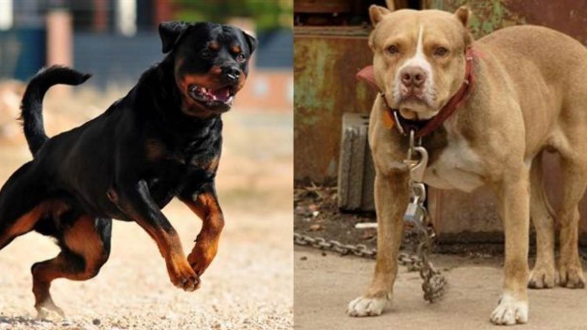 goa to ban pitbulls rottweilers new law details