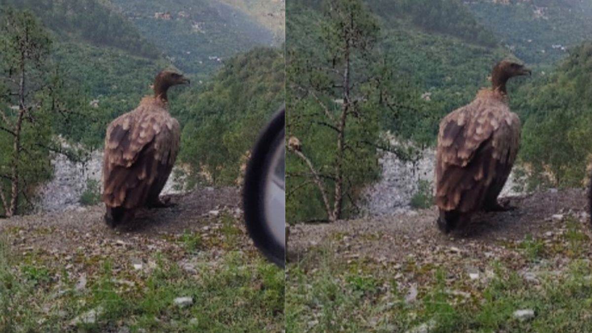 https://www.jagranimages.com/images/newimg/12072025/12_07_2025-griffan_vultures_23982308.jpg